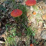 O Campo Dafolla Caroy