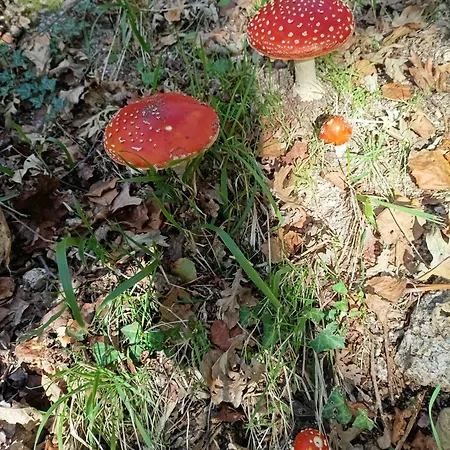 O Campo Dafolla Caroy