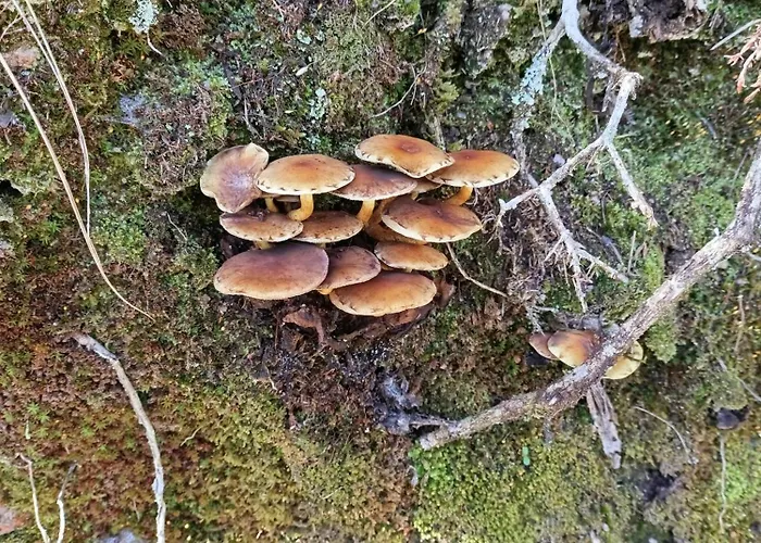 公寓 O Campo Dafolla Caroy