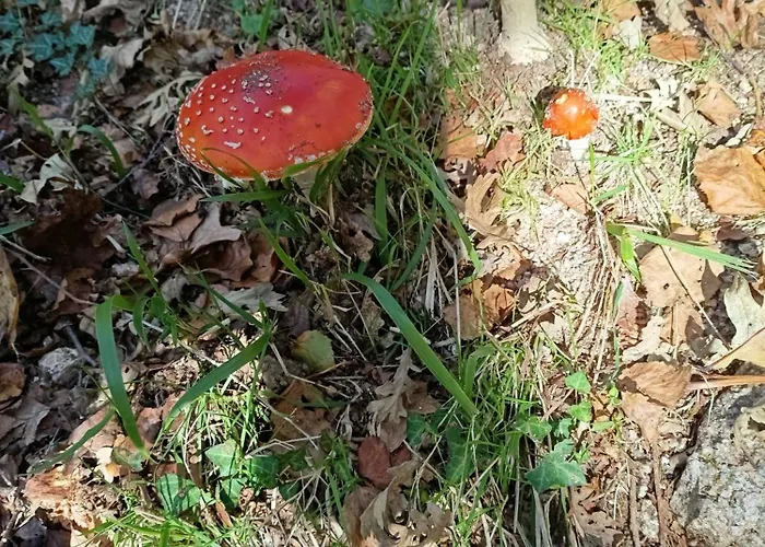 O Campo Dafolla Caroy